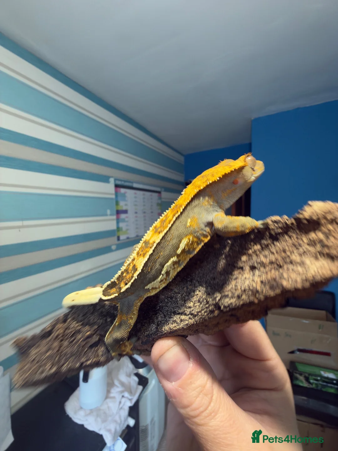 Gecko reptiles for sale: CRESTED GECKOS £80 each  - Advert 20