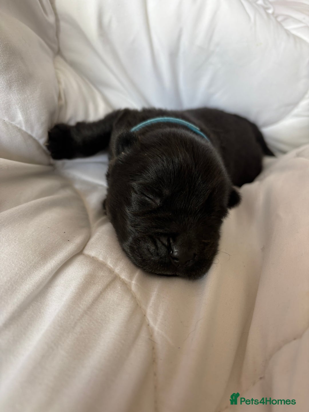 Chow Chow dogs for sale: Baby chow chows  - Image 9