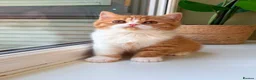 British Shorthair cats for sale: beautiful red and white girl bsh  - Advert 6