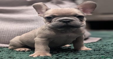 French Bulldog dogs - Advert 11