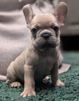 French Bulldog dogs - Advert 12