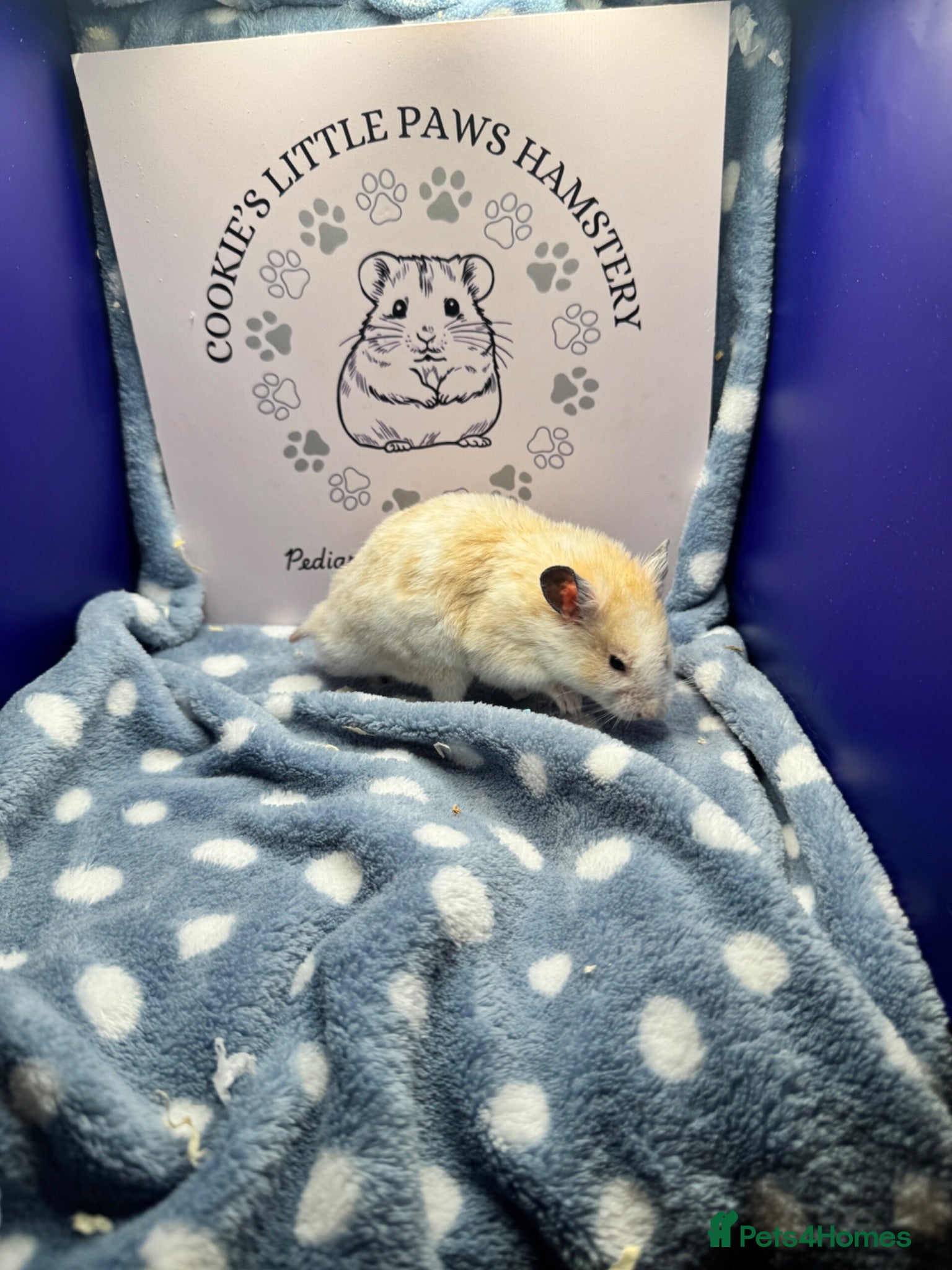 Hamster rodents Pedigree Syrian hamsters  - Advert 1