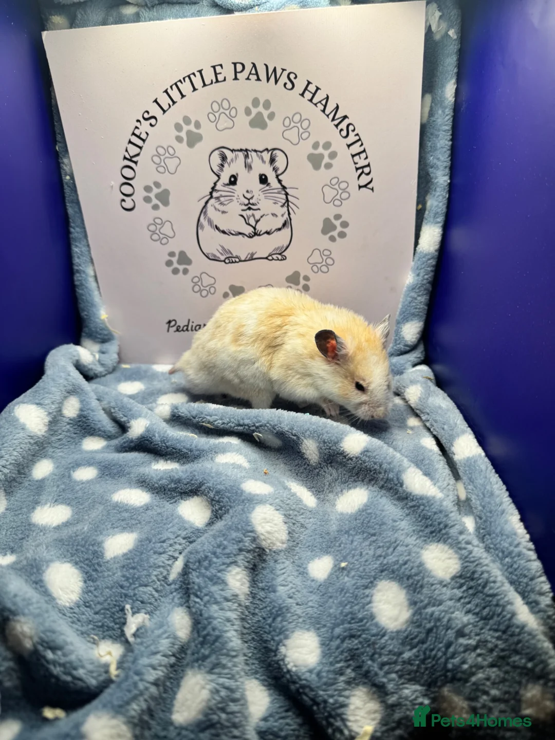 Hamster rodents for sale: Pedigree Syrian hamsters  - Advert 1
