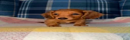 Miniature Dachshund dogs for sale: 🩷Stunning Long Haired Mini Dachshunds💙 - Advert 5