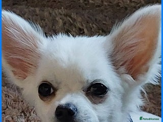 Chihuahua dogs in Coatbridge - Advert 2