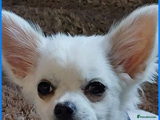 Chihuahua dogs Gorgeous long haired Boy for Stud in Coatbridge - Advert 17