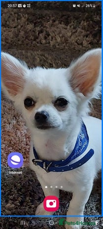 Chihuahua dogs in Coatbridge - Advert 1