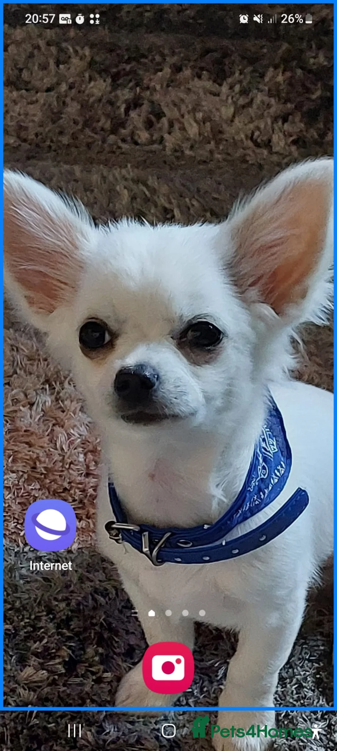 Chihuahua dogs for stud: Gorgeous long haired Boy for Stud in Coatbridge - Advert 1