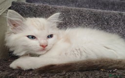 Ragdoll cats for sale: Ragdoll Kittens ready to go  - Image 4
