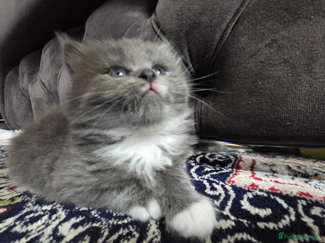 British Longhair cats for sale: 🐾 ADORABLE KITTENS FOR SALE 🐾 - Image 12