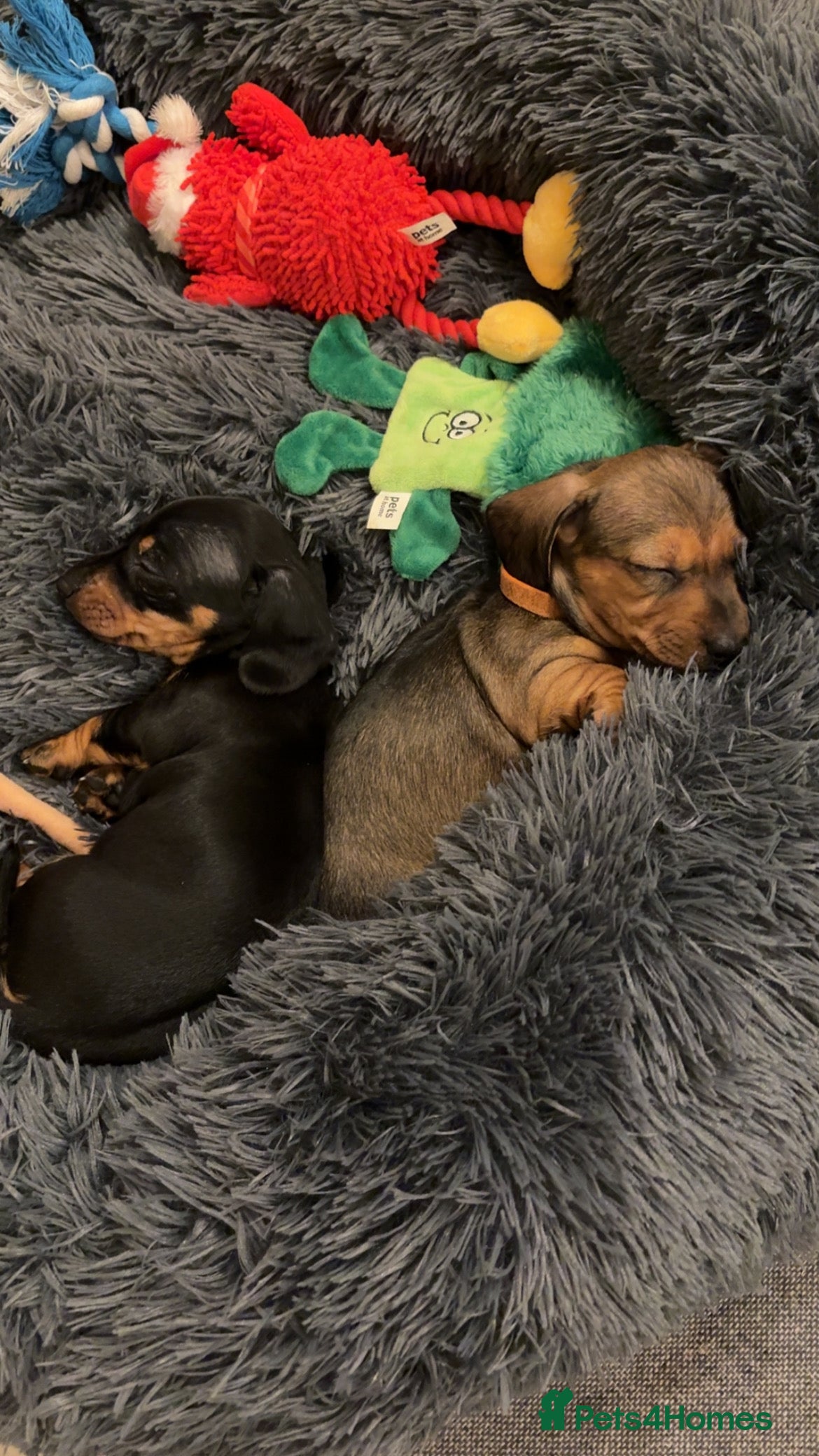Miniature Dachshund dogs KC, PRA clear miniature smooth dachshund puppies - Advert 2