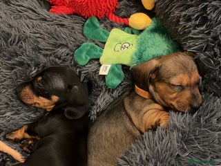 Miniature Dachshund dogs KC, PRA clear miniature smooth dachshund puppies - Advert 5