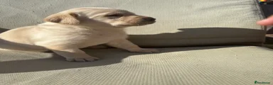 Labrador Retriever 3