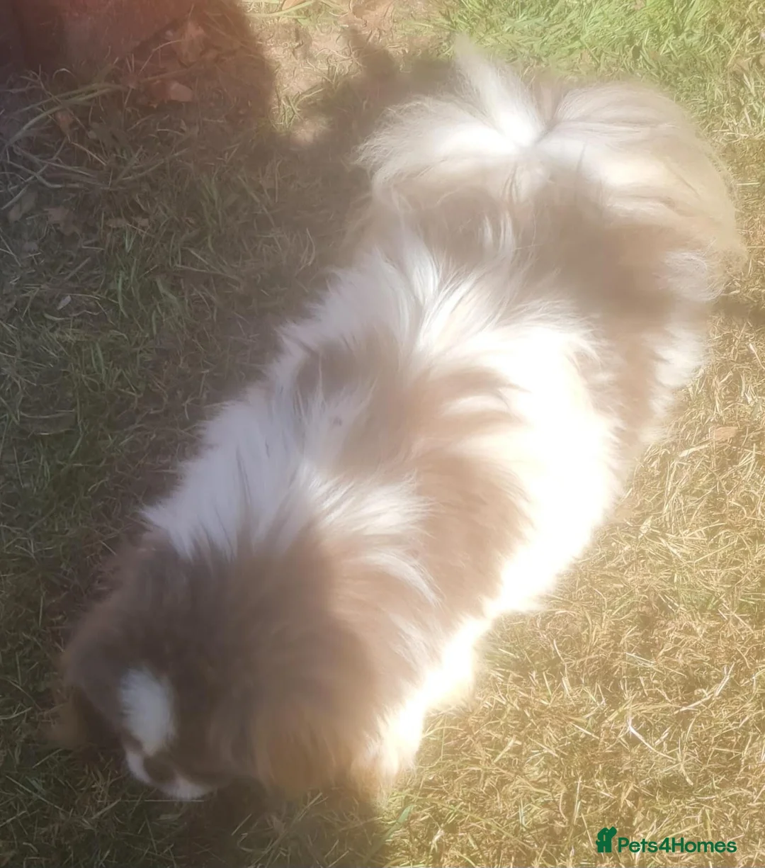 Pekingese dogs for stud: 💙 rkc proven lilac and white particoloured 💙 - Advert 2