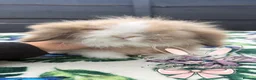Mini Lion Lop rabbits for sale: Beautiful Mini Lion Lop Boys - Advert 17