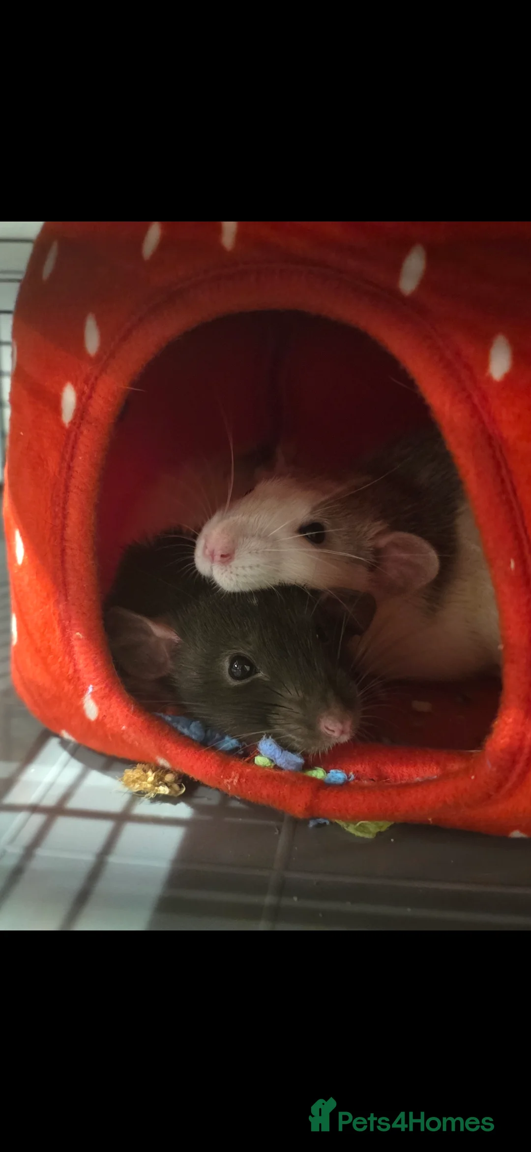 Rat rodents for sale: PICKLE & PEPPER 2 months old in Stourbridge - Advert 1