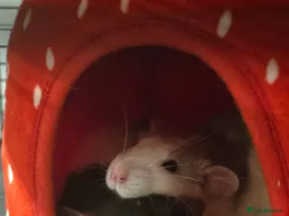 Rat rodents PICKLE & PEPPER 2 months old - Advert 1