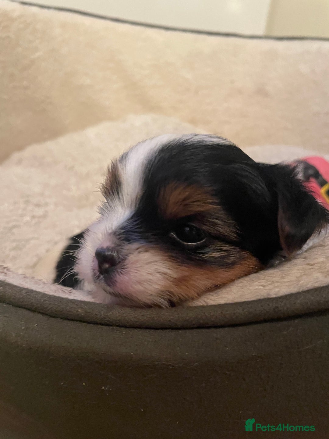 Biewer Terrier dogs for sale: Biewer Terrier Puppies - Advert 25