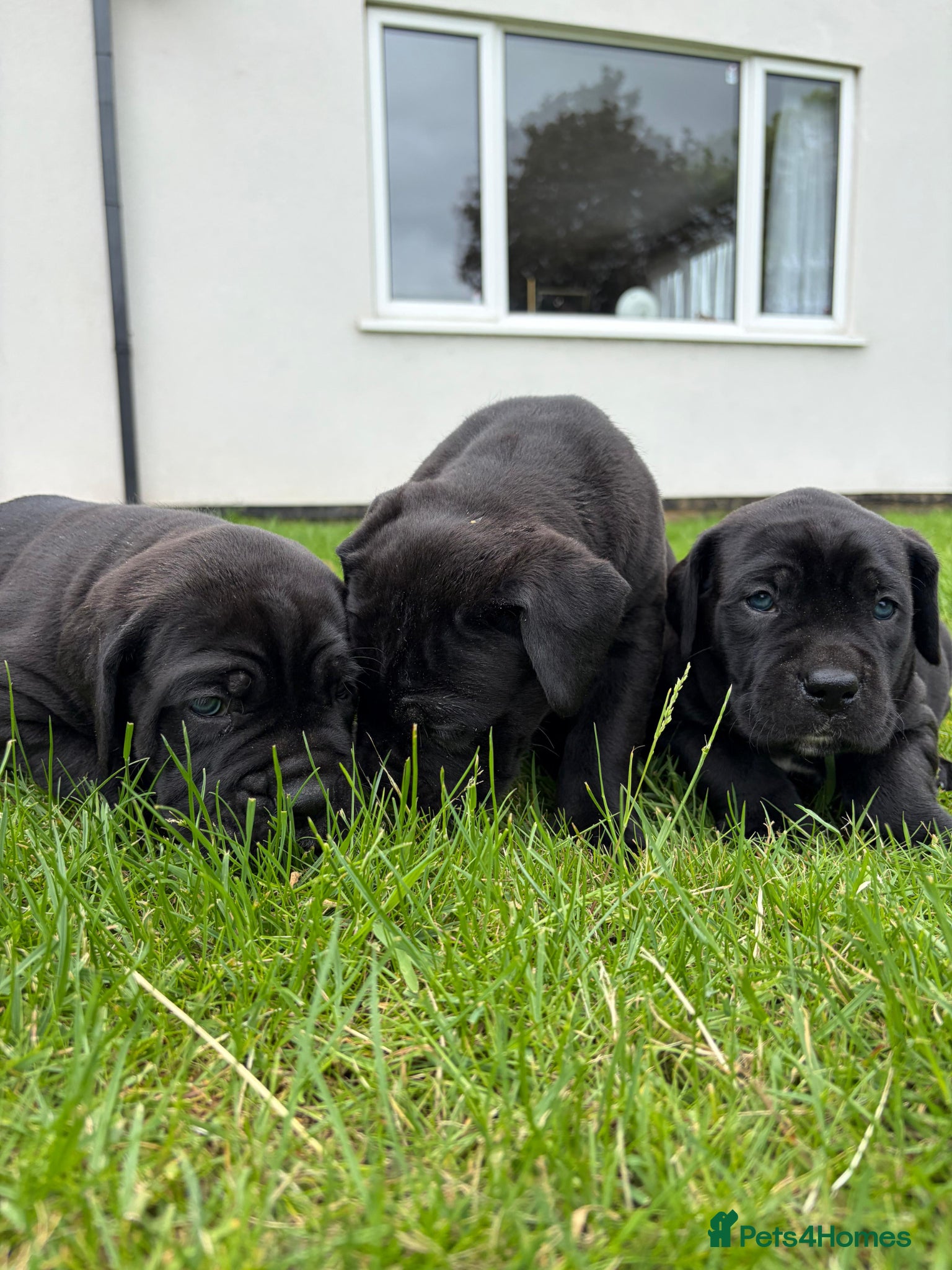 Cane Corso dogs for sale: BEAUTIFUL CANE CORSO PUPPIES in Walsall - Advert 7