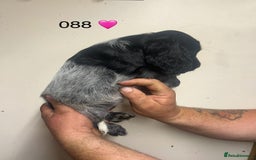 Cocker Spaniel dogs for sale: Blue Roan and Blue Roan & Tan - Image 20