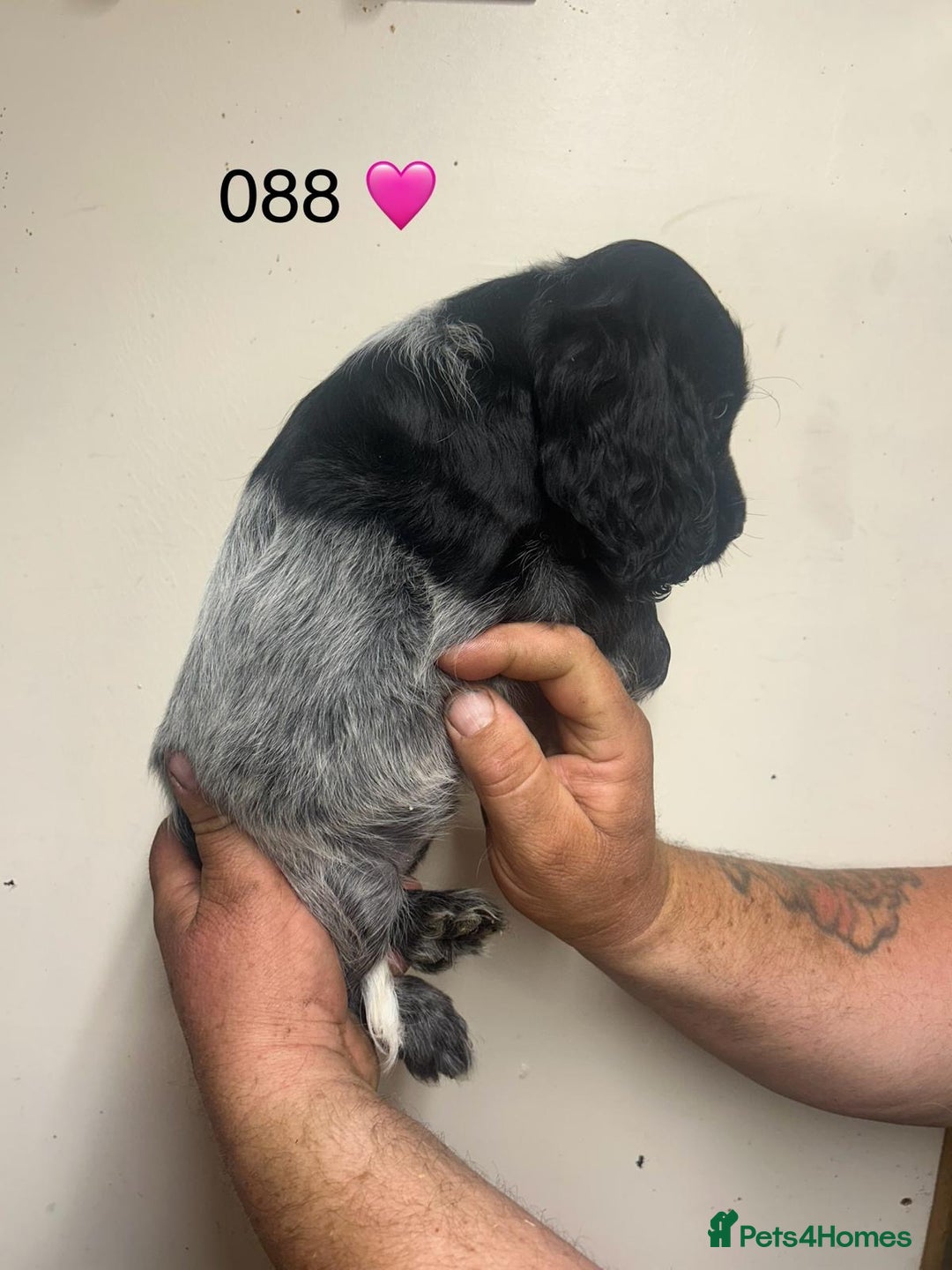 Cocker Spaniel dogs for sale: Blue Roan and Blue Roan & Tan - Image 20