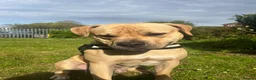 Bullmastiff dogs for sale: 11 month old bull mastiff - Advert 2