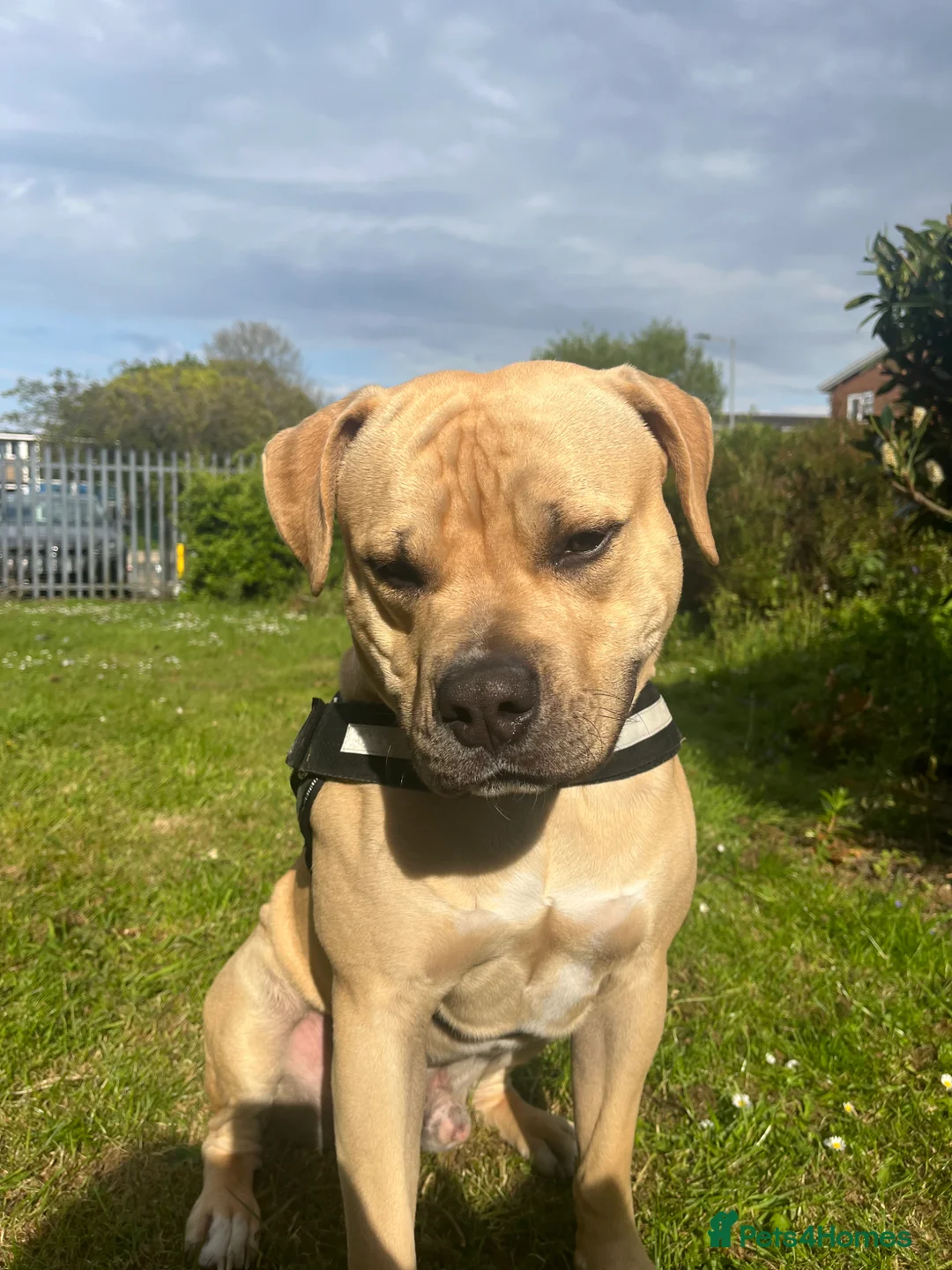 Bullmastiff dogs for sale: 11 month old bull mastiff - Advert 2