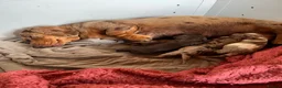Miniature Dachshund dogs for sale: Mini Dachshund girl puppy  - Advert 1