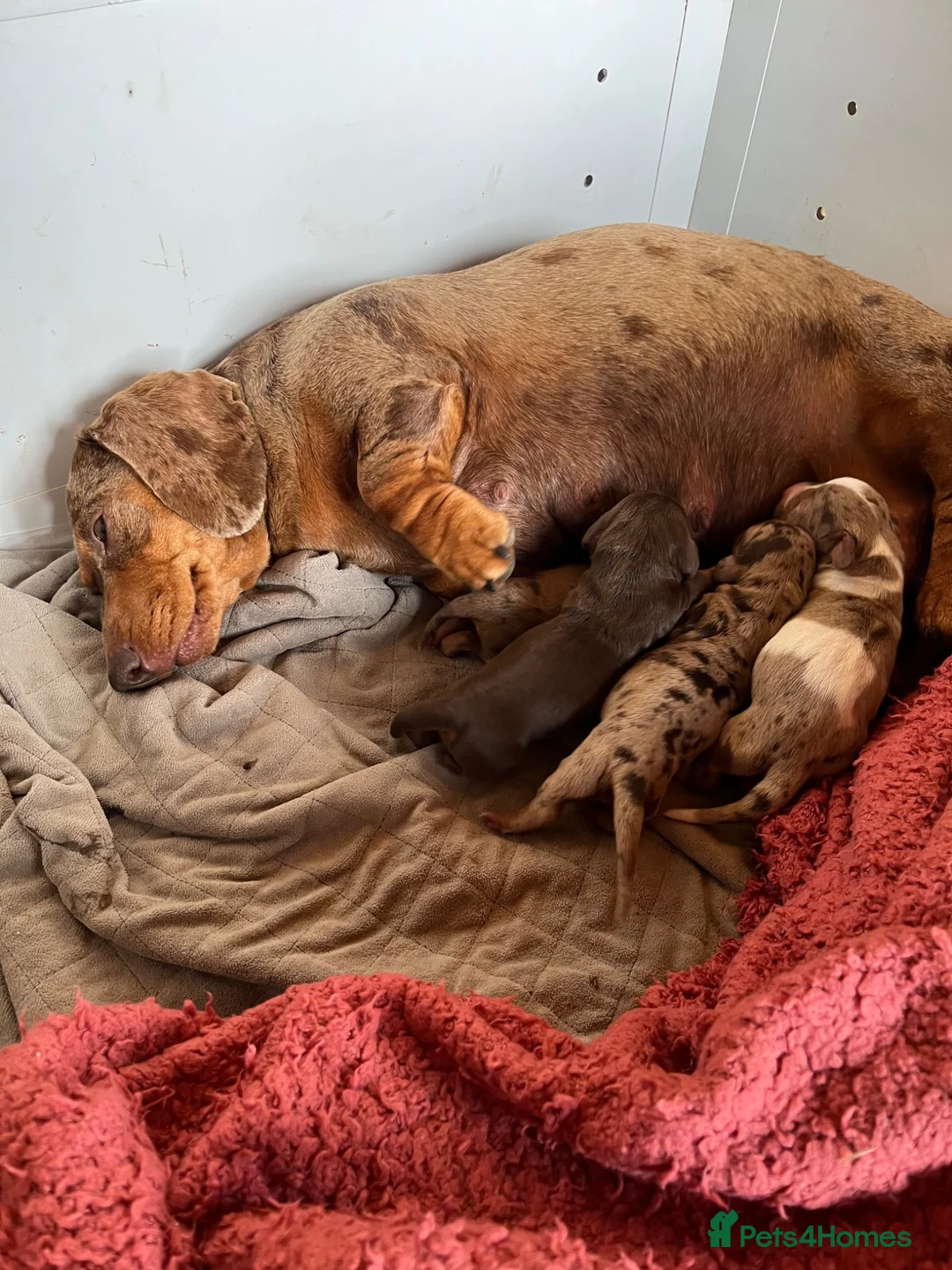 Miniature Dachshund dogs for sale: Mini Dachshund girl puppy  - Advert 1