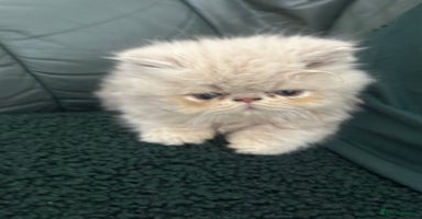 Persian cats - Advert 5