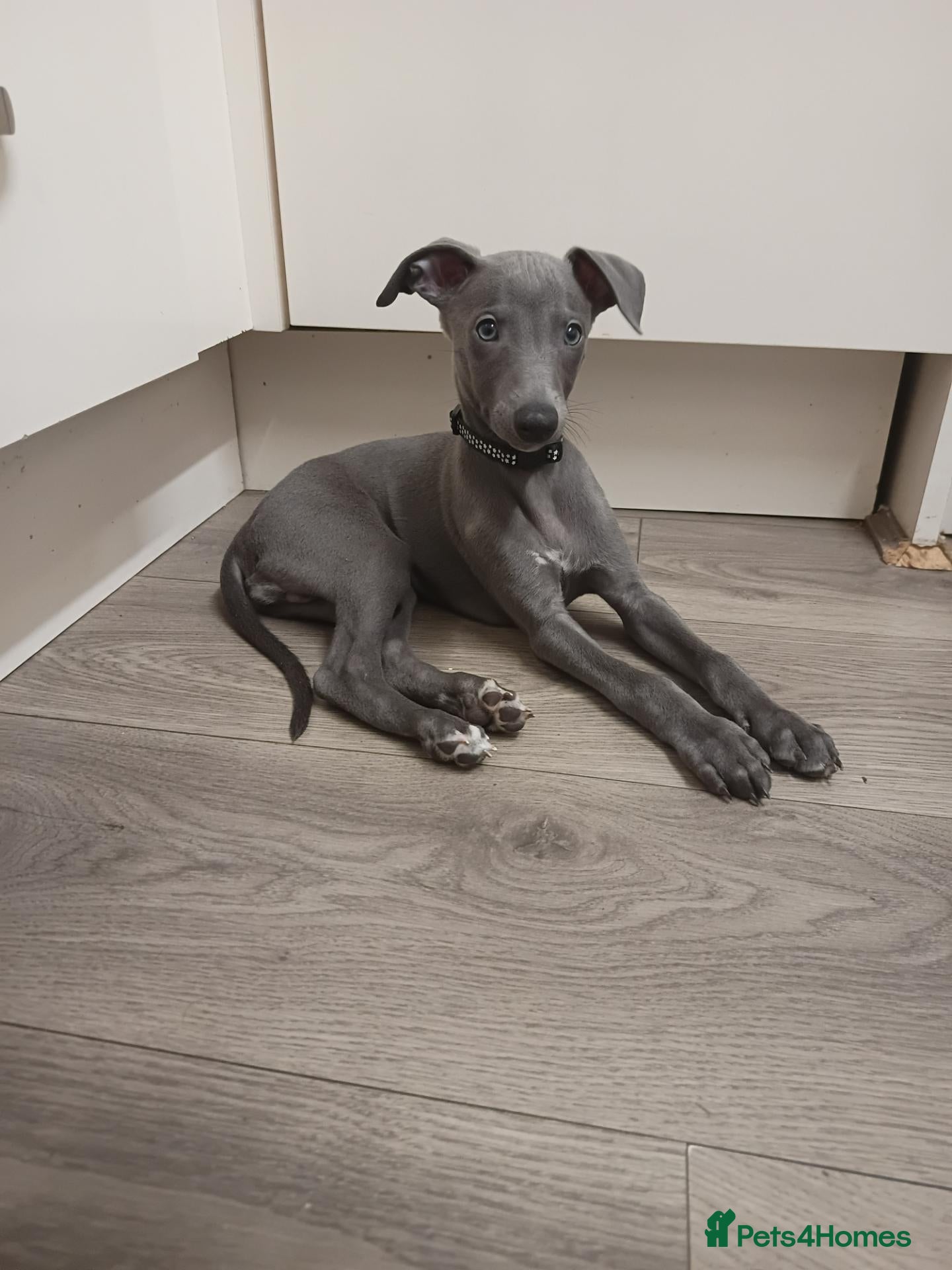 Whippet dogs (Solid) Blue Whippet KC Registered Puppies - Advert 1