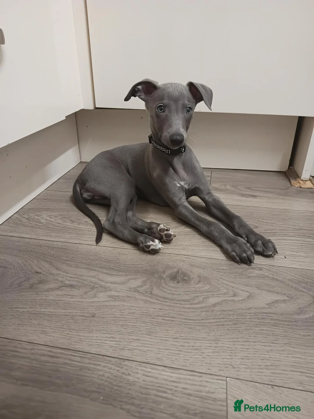 Whippet dogs for sale: (Solid) Blue Whippet KC Registered Puppies - Advert 1