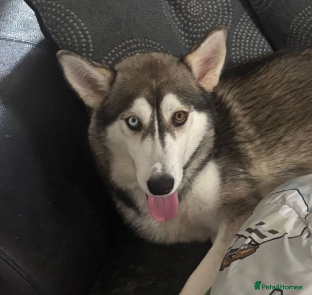 Siberian Husky dogs for sale: Beautiful husky - Advert 4