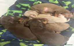 Dachshund dogs for sale: Beautiful dachshund puppies  - Image 18