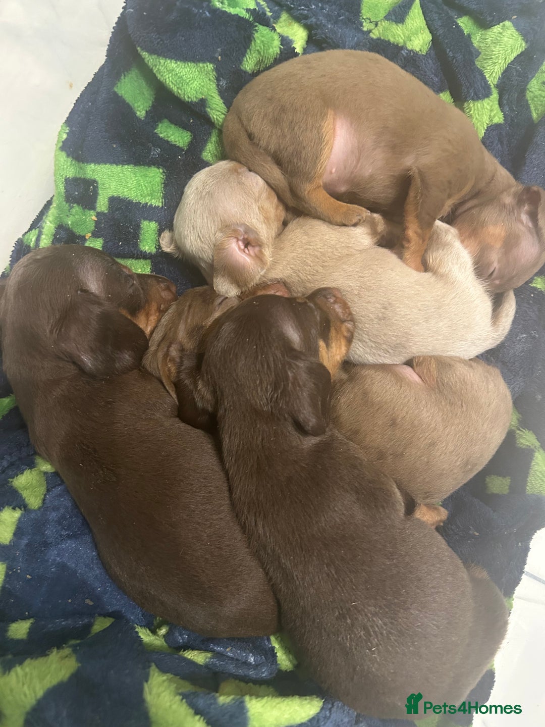 Dachshund dogs for sale: Beautiful dachshund puppies  - Image 18