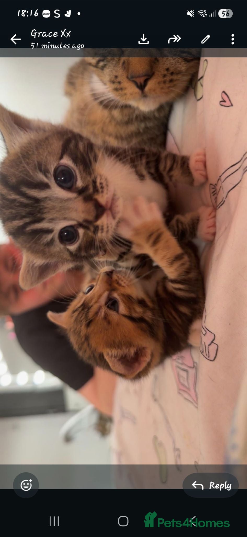 Mixed Breed cats Boy and girl kitten - Advert 2