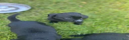 Labrador Retriever dogs for sale: KC registered Black Labrador Pups  - Advert 24