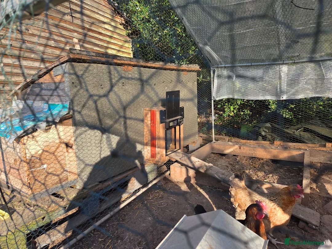 Chickens poultry for sale: Chickens, coop and pen for sale - Advert 10