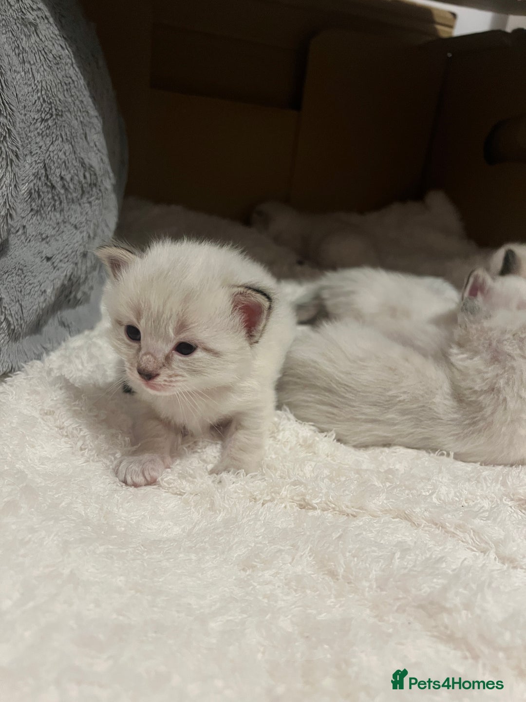 Ragdoll cats for sale: Ragdoll-mix Kittens – Ready 7th March (1 Reserved) - Advert 8