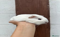 Guinea Pig rodents for sale: 3 Gorgeous Female Guinea pigs for sale  - Image 5
