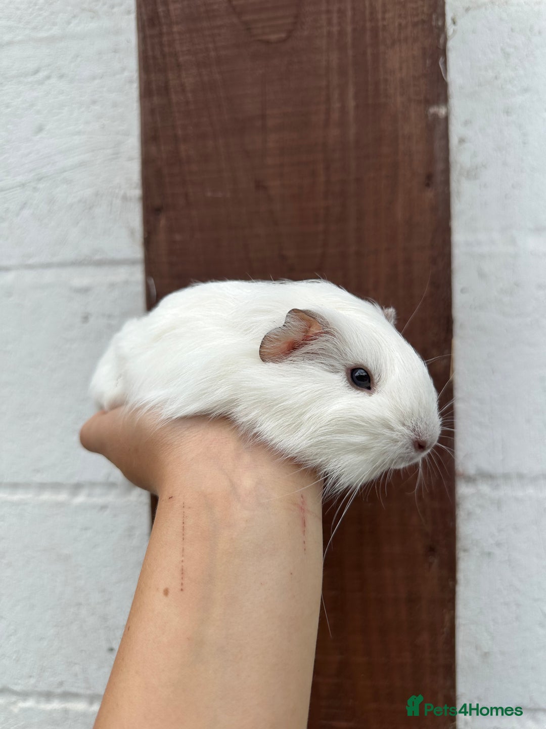Guinea Pig rodents for sale: 3 Gorgeous Female Guinea pigs for sale  - Image 5