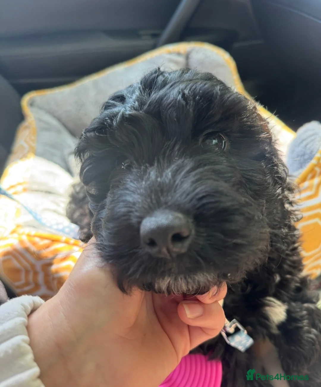 Cockapoo dogs for sale:  F1 Cockapoo, male 7 months  - Percy  - Advert 2