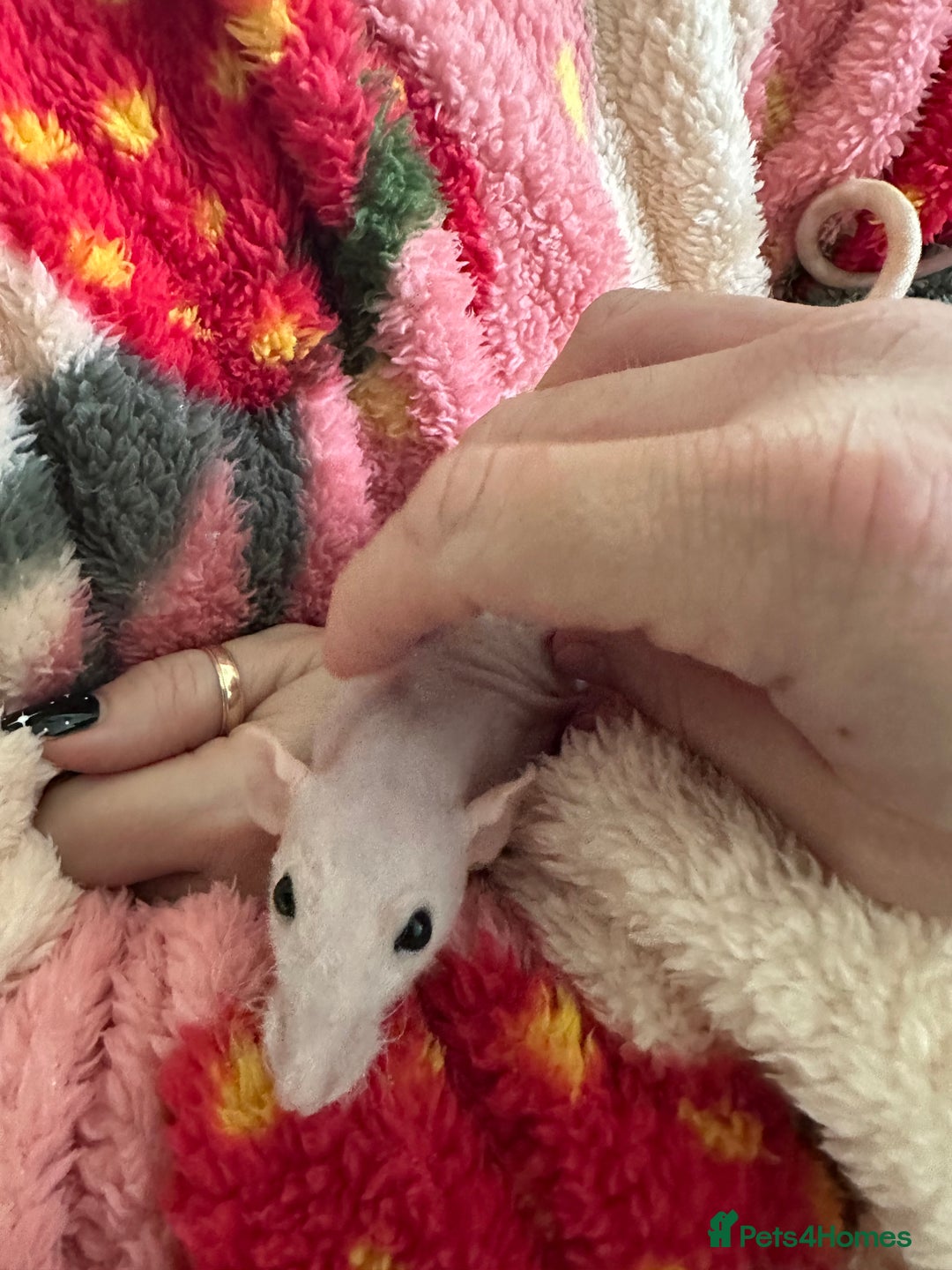 Rat rodents for sale: Pair of Dumbo Rex hairless male Rats - Image 10