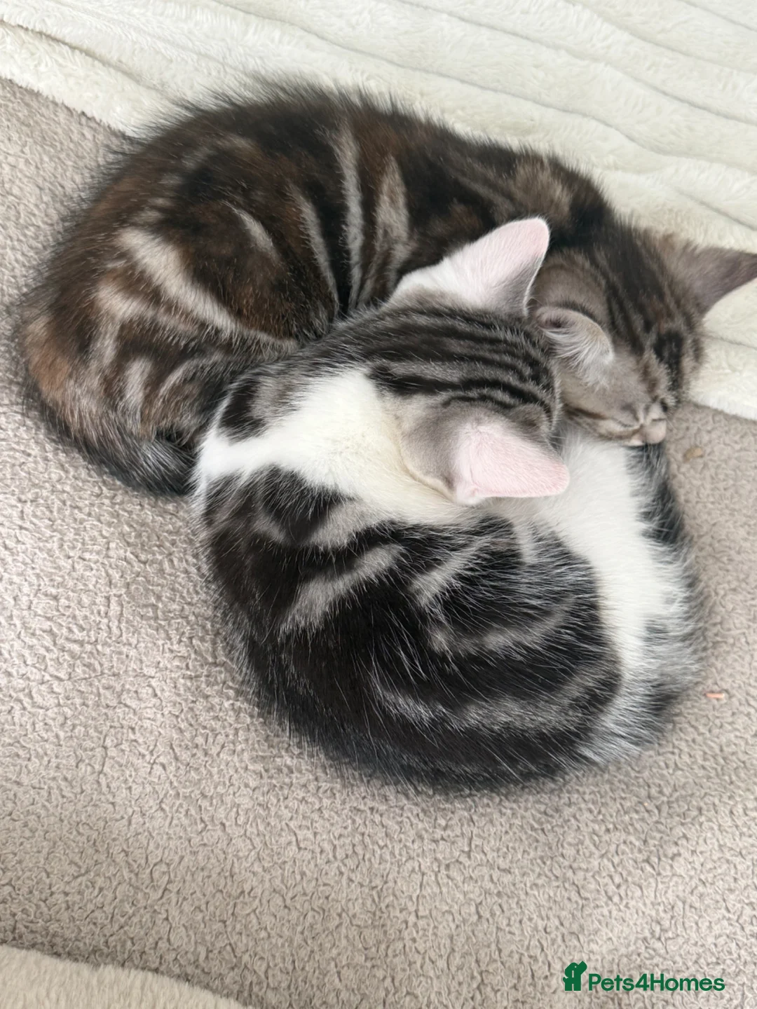 British Shorthair cats for sale: British short hair kittens - Advert 2