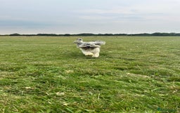Havanese dogs for stud: Havanese for stud in Feltham - Image 16
