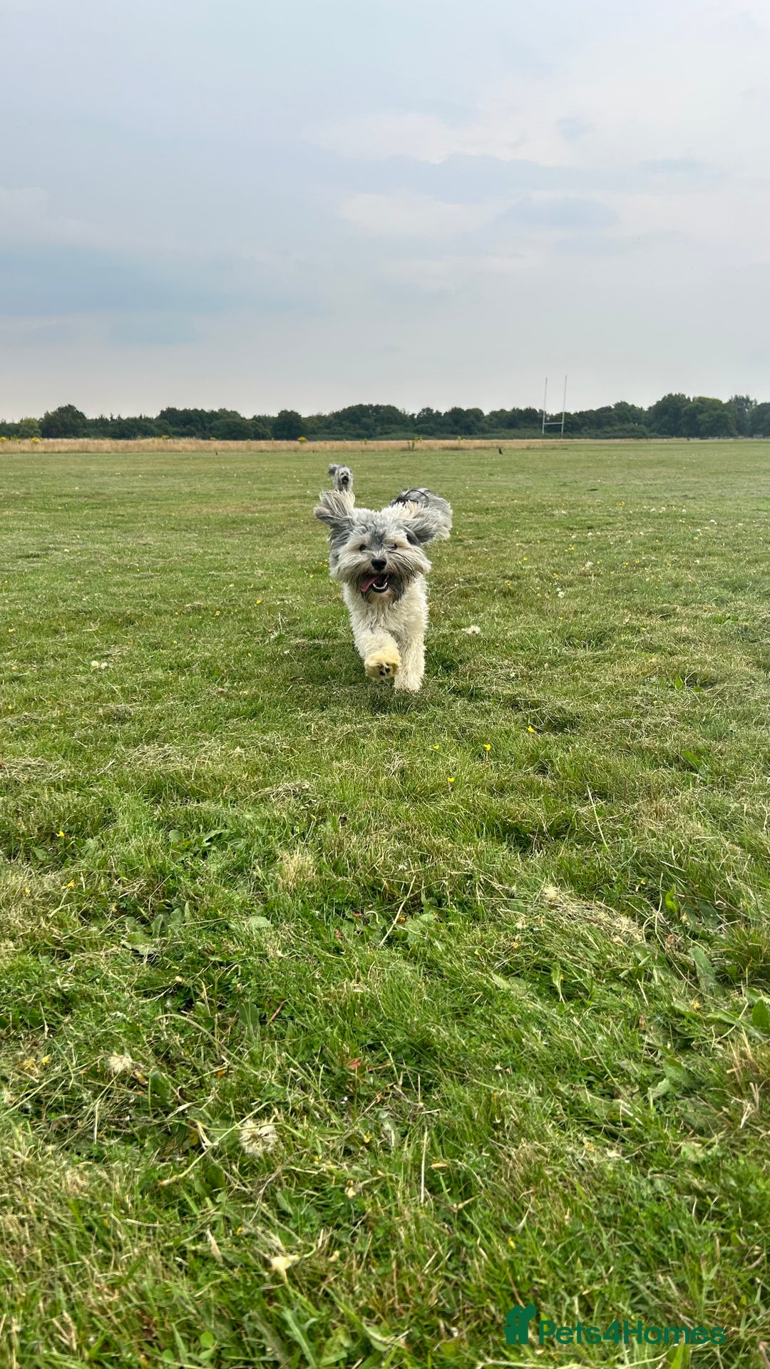 Havanese dogs for stud: Havanese for stud in Feltham - Image 16