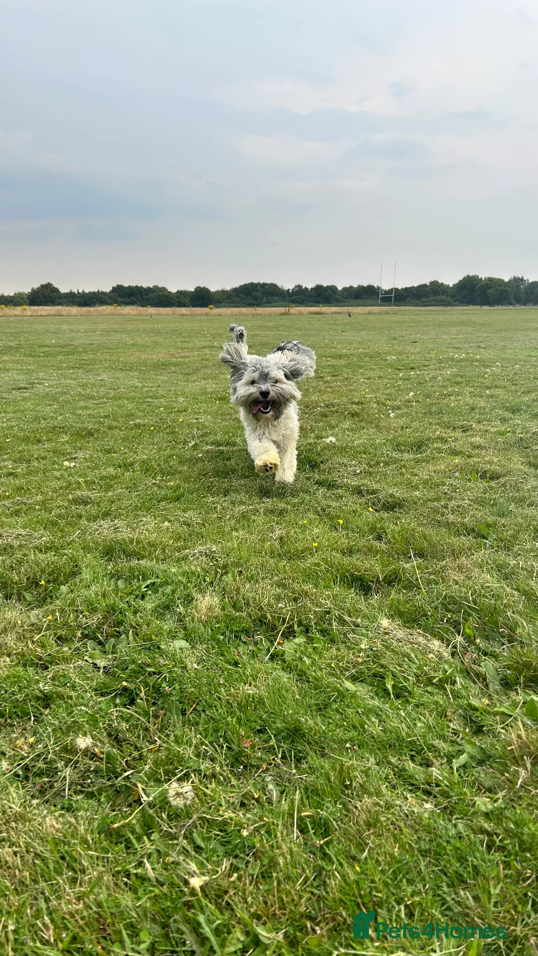 Havanese dogs for stud: Havanese for stud in Feltham - Advert 16