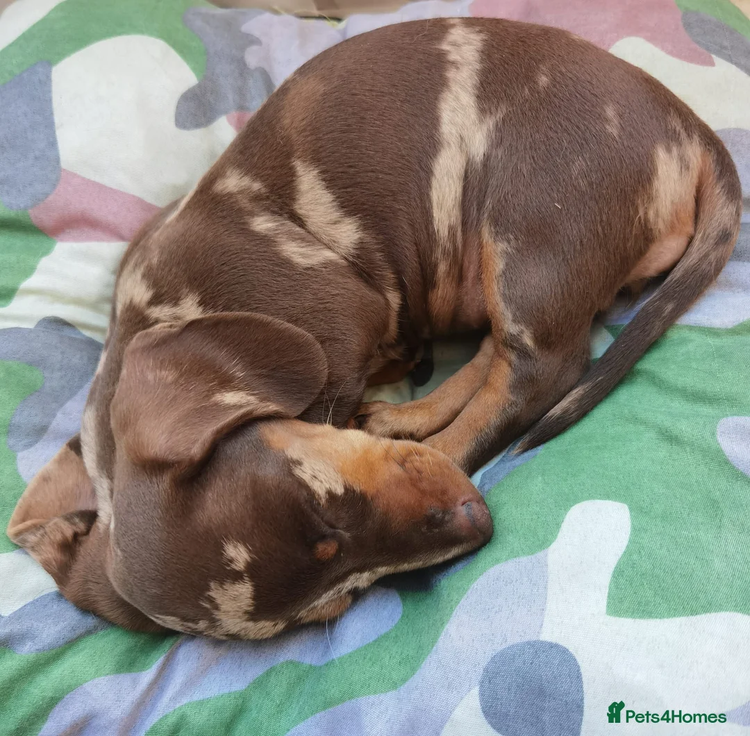 Dachshund dogs for sale: Dachshund girl 4y looking for best loving home - Advert 5