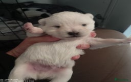 Mixed Breed dogs for sale: Jack Russel x Pomeranian  - Image 1