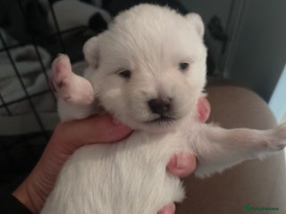 Mixed Breed dogs - Advert 21